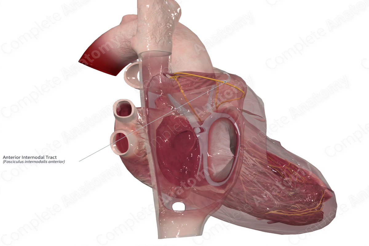 Anterior Internodal Tract