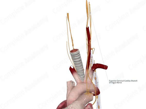 Superior Cervical Cardiac Branches of Vagus Nerve