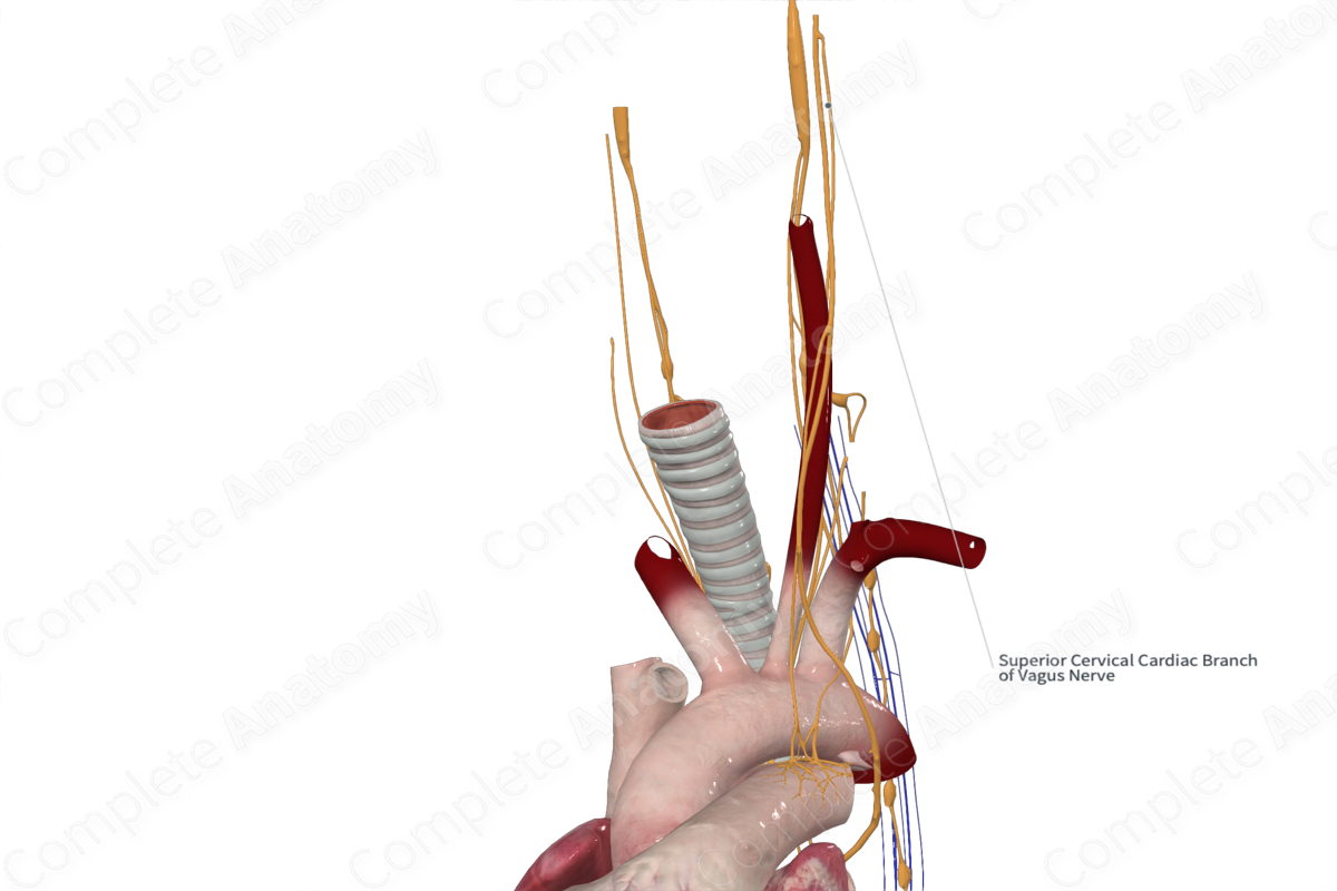 Superior Cervical Cardiac Branches of Vagus Nerve 