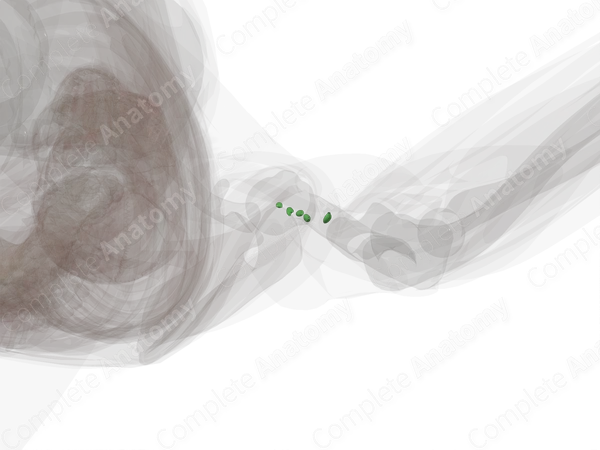 Lymph Nodes of Arm (Left)