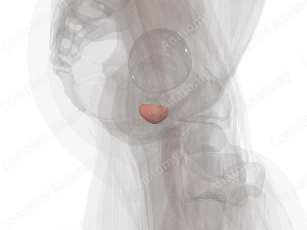 Prostate