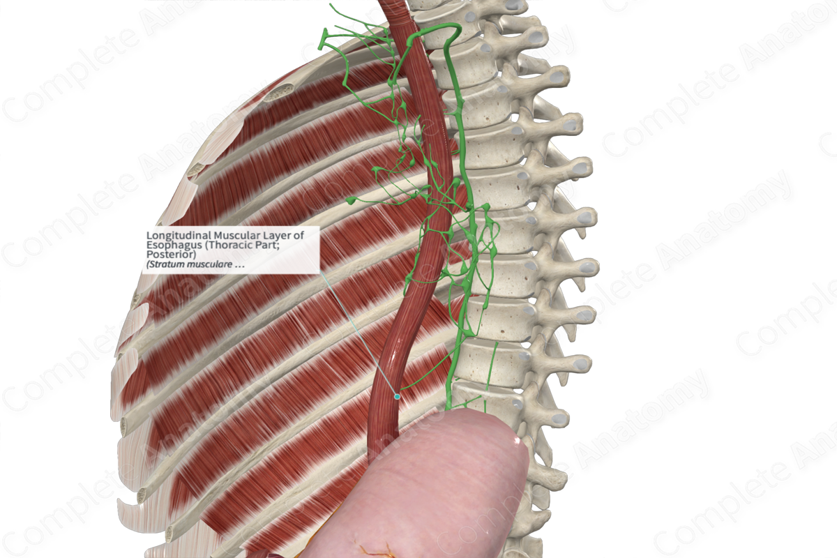 Longitudinal Muscular Layer of Esophagus (Thoracic Part; Posterior)