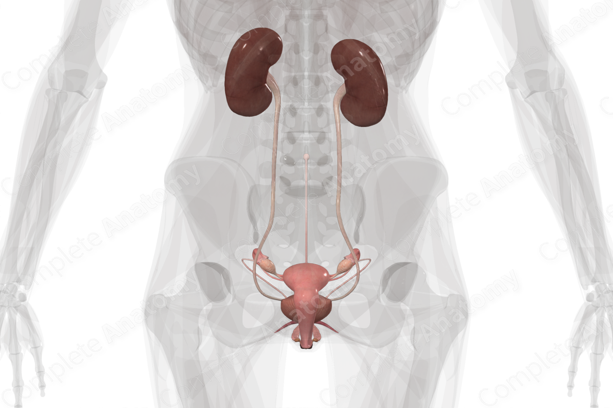 Urogenital System