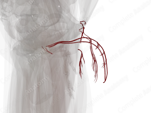 Arteries of Male External Genitalia