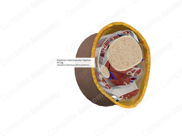 Posterior Intermuscular Septum of Leg