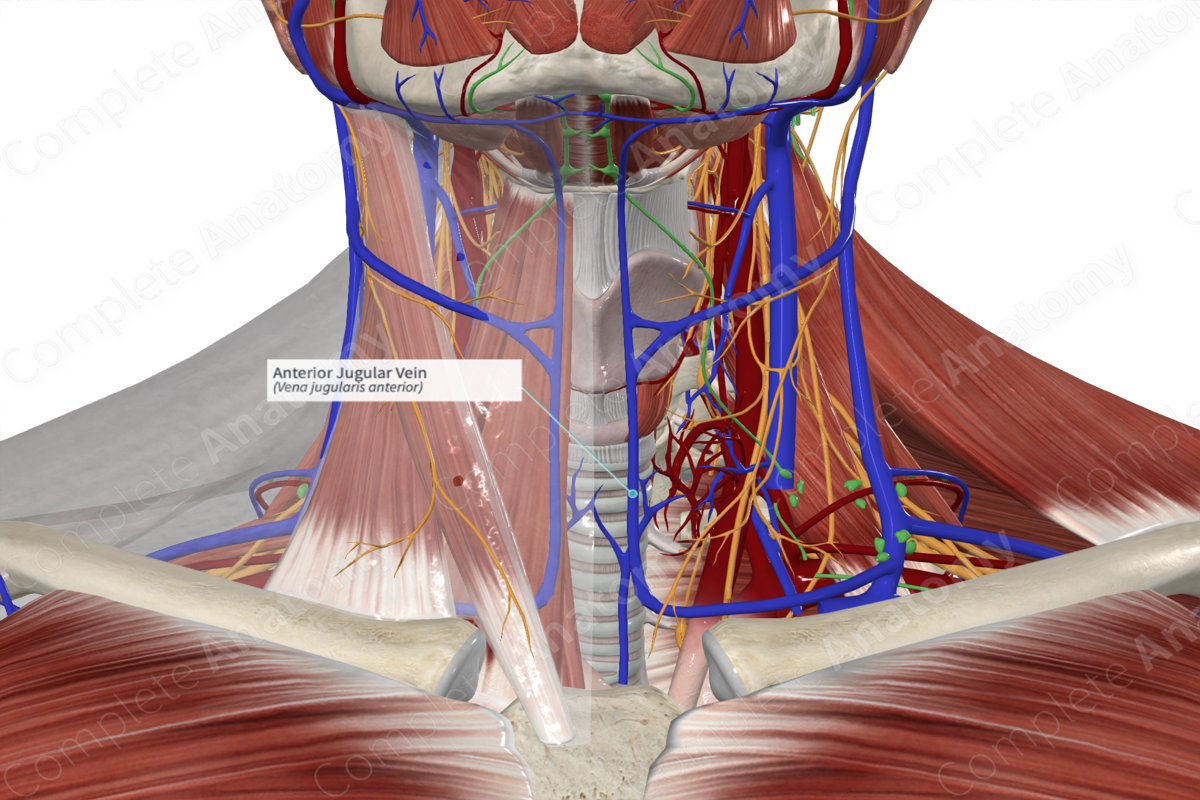 Anterior Jugular Vein | Complete Anatomy