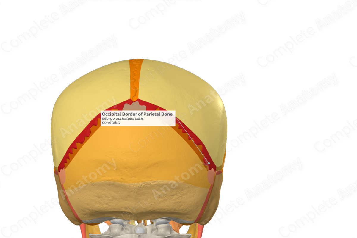 Occipital Border of Parietal Bone