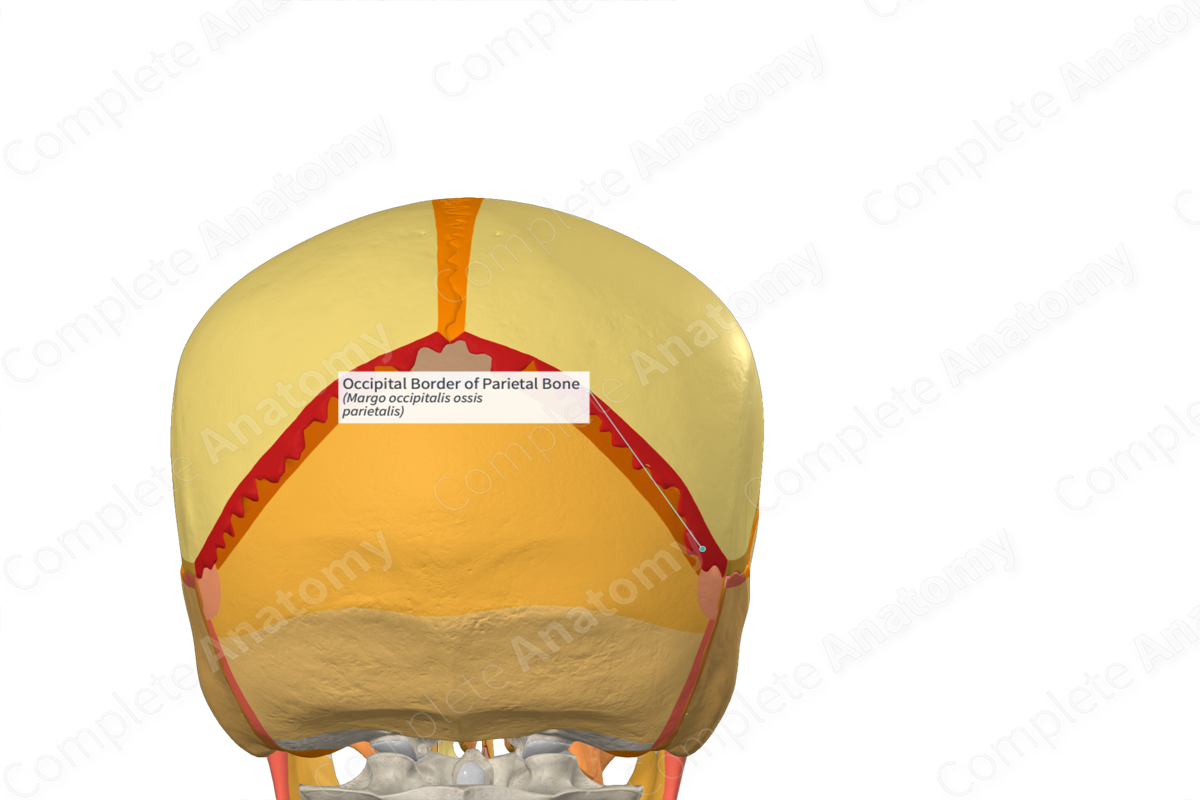 Occipital Border Of Parietal Bone Complete Anatomy 5331