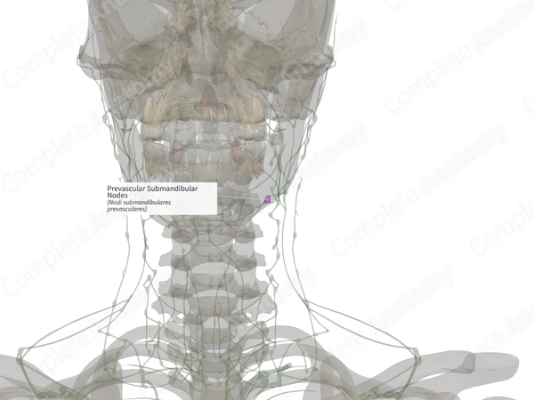 Prevascular Submandibular Nodes (Right)
