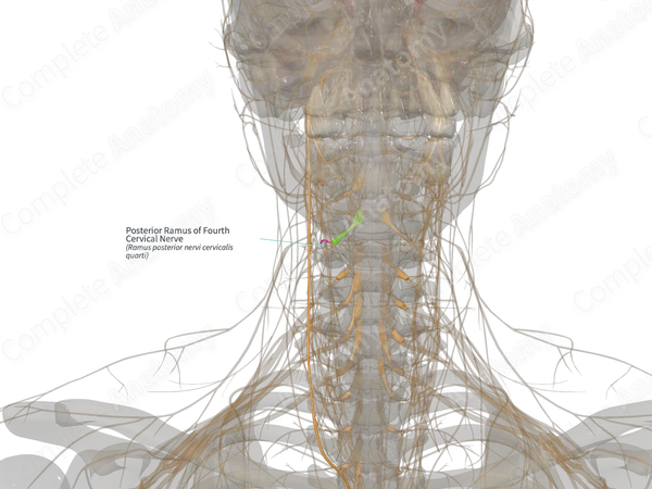 Posterior Ramus of Fourth Cervical Nerve (Left)