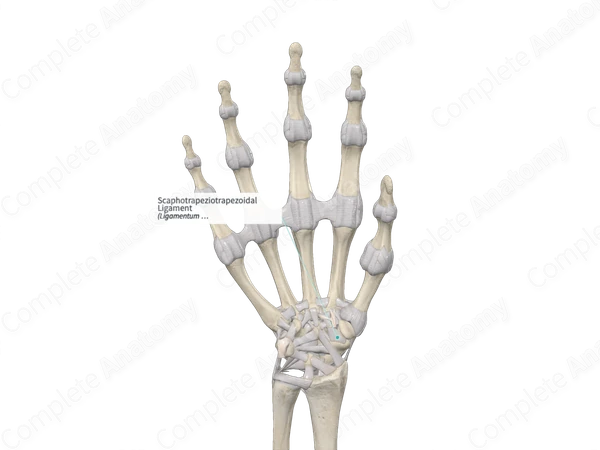 Scaphotrapeziotrapezoidal Ligament 