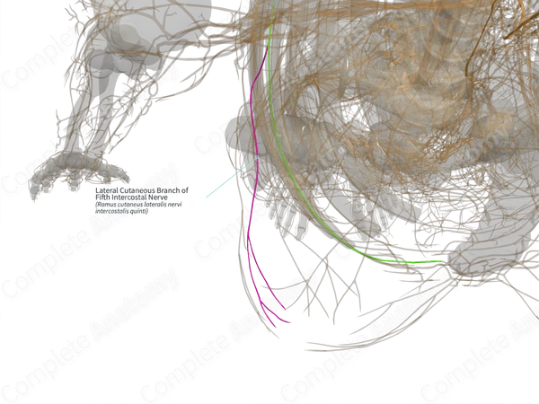 Lateral Cutaneous Branch of Fifth Intercostal Nerve (Right)