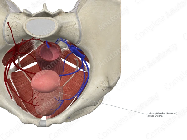 Urinary Bladder (Posterior)