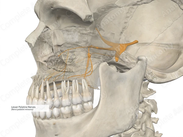 Lesser Palatine Nerves