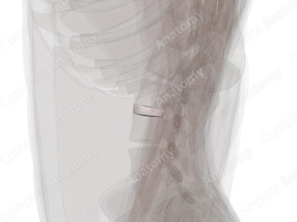 Intervertebral Symphysis (L2-L3)