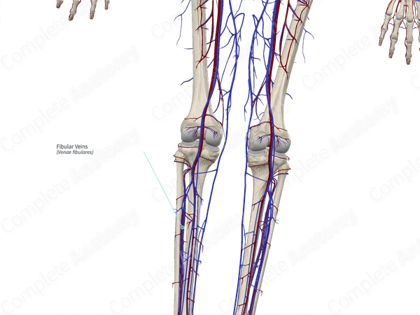 Fibular Veins