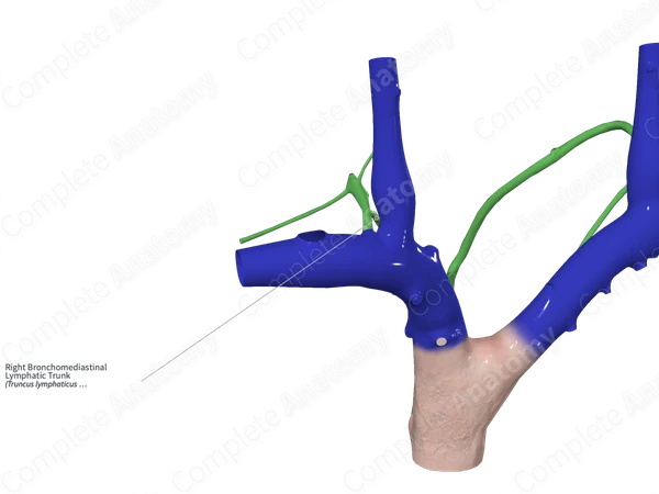 Right Bronchomediastinal Lymphatic Trunk
