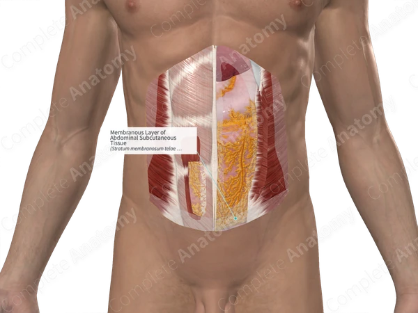 Membranous Layer of Abdominal Subcutaneous Tissue