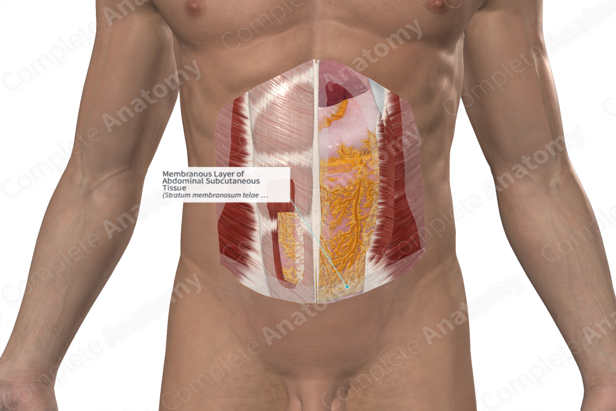 Membranous Layer of Abdominal Subcutaneous Tissue 