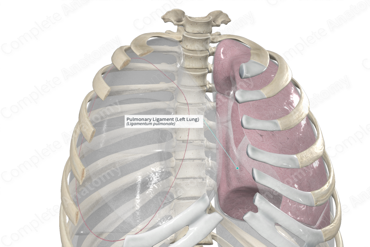 Pulmonary Ligament (Left Lung)