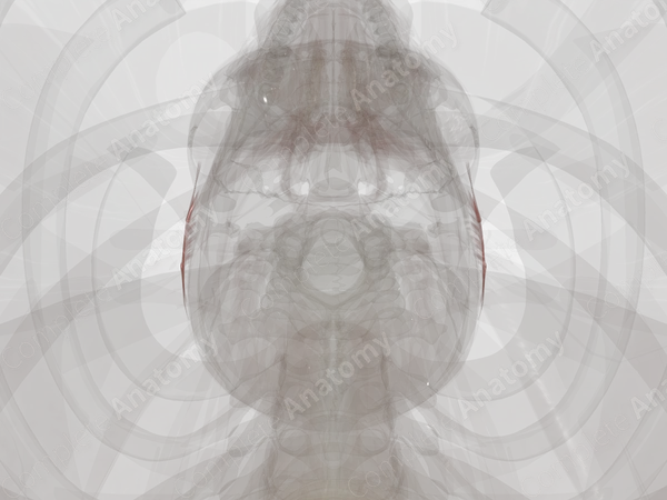 Extrinsic Auricular Muscles