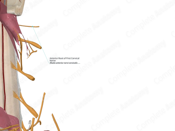 Anterior Root of First Cervical Nerve