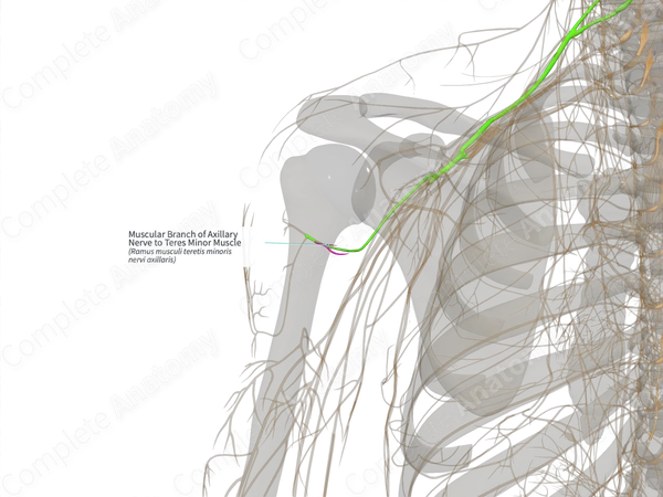 Muscular Branch of Axillary Nerve to Teres Minor Muscle (Left)