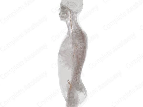 Perivascular Plexuses