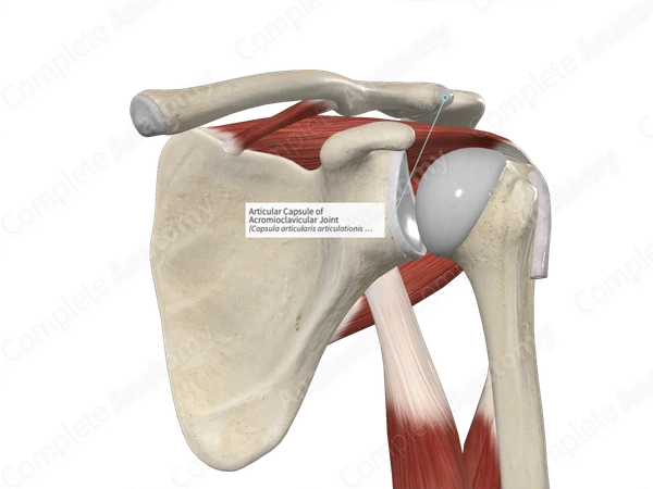 Articular Capsule of Acromioclavicular Joint