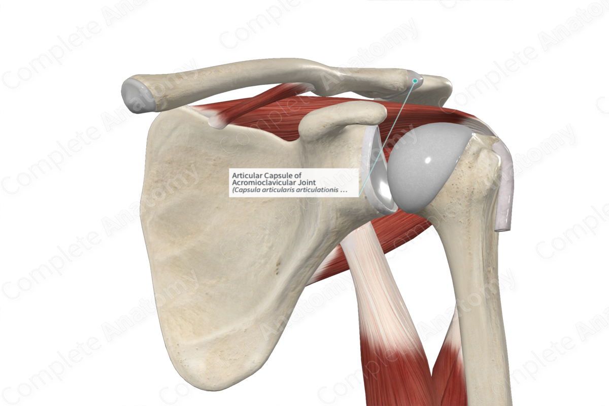 Articular Capsule of Acromioclavicular Joint 