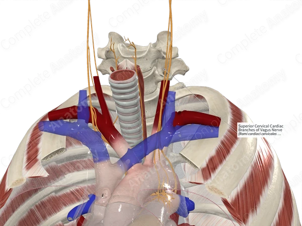 Superior Cervical Cardiac Branches of Vagus Nerve