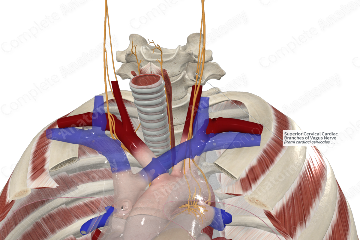 Superior Cervical Cardiac Branches of Vagus Nerve 