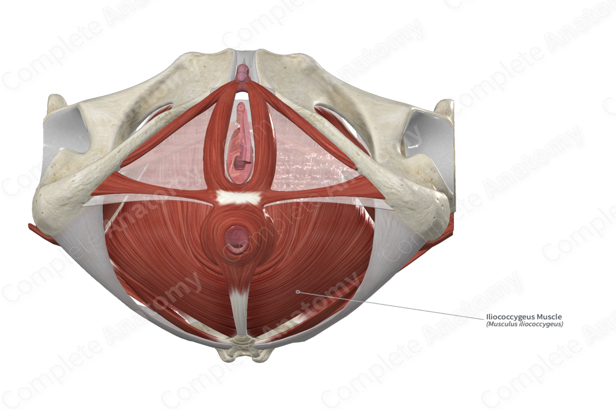 Iliococcygeus Muscle