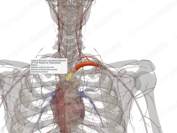 Lateral Dorsal Cutaneous Branch of First Posterior Intercostal Artery (Left)