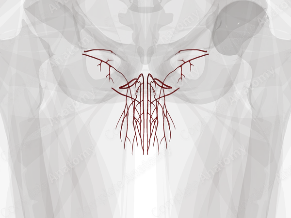 Arteries of Male External Genitalia