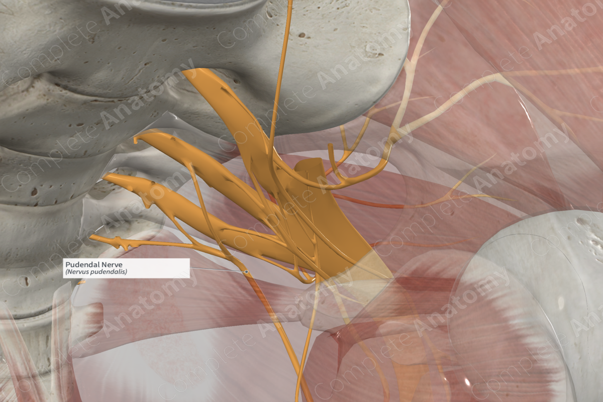 Pudendal Nerve 