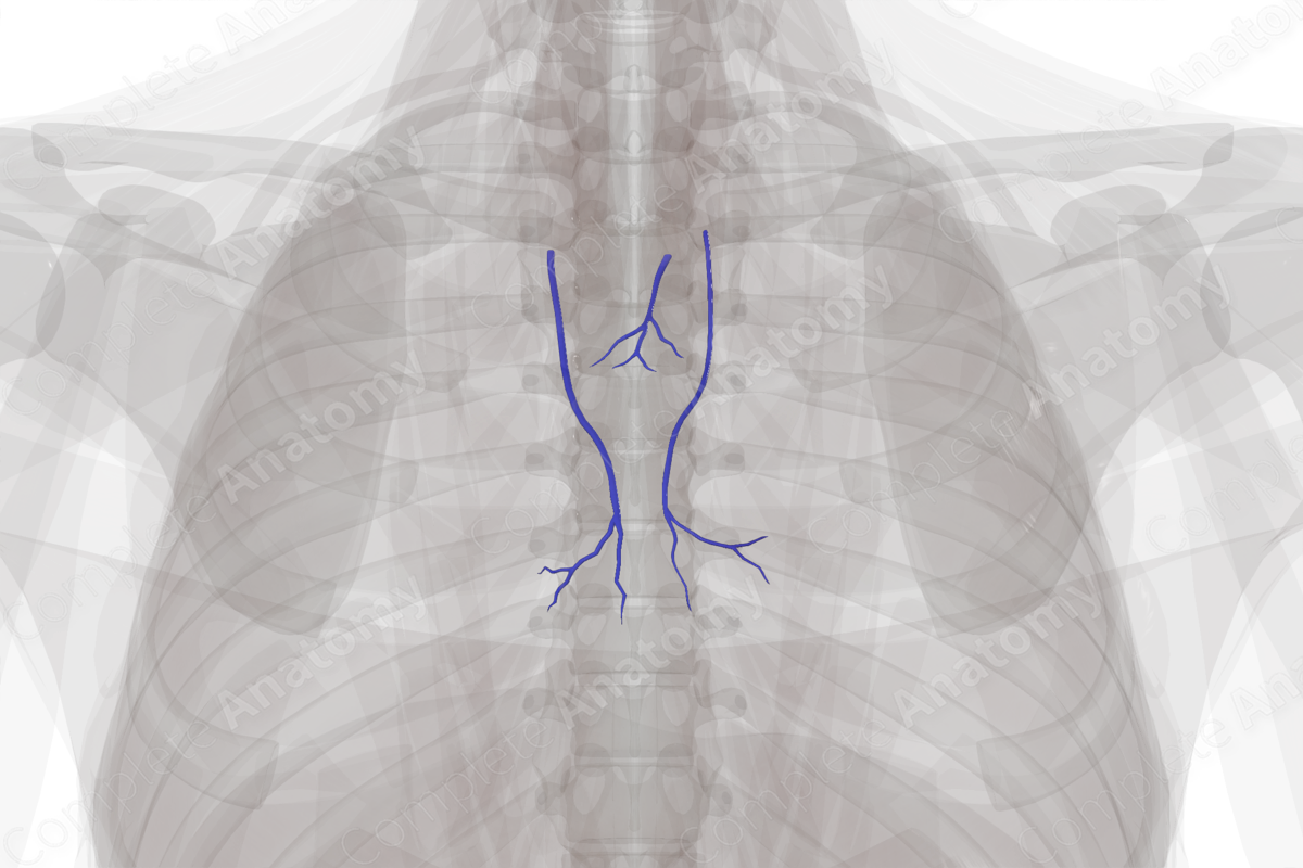 Veins of Mediastinum