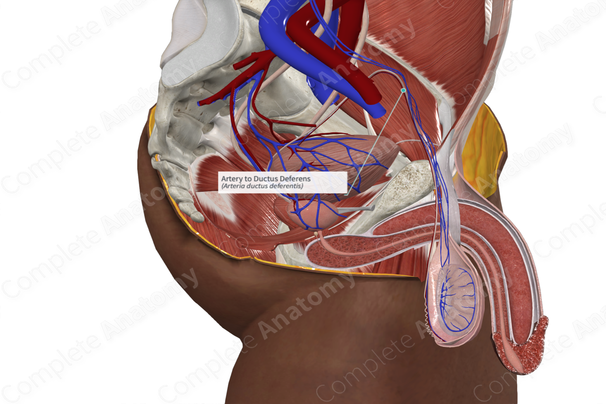 Artery to Ductus Deferens 