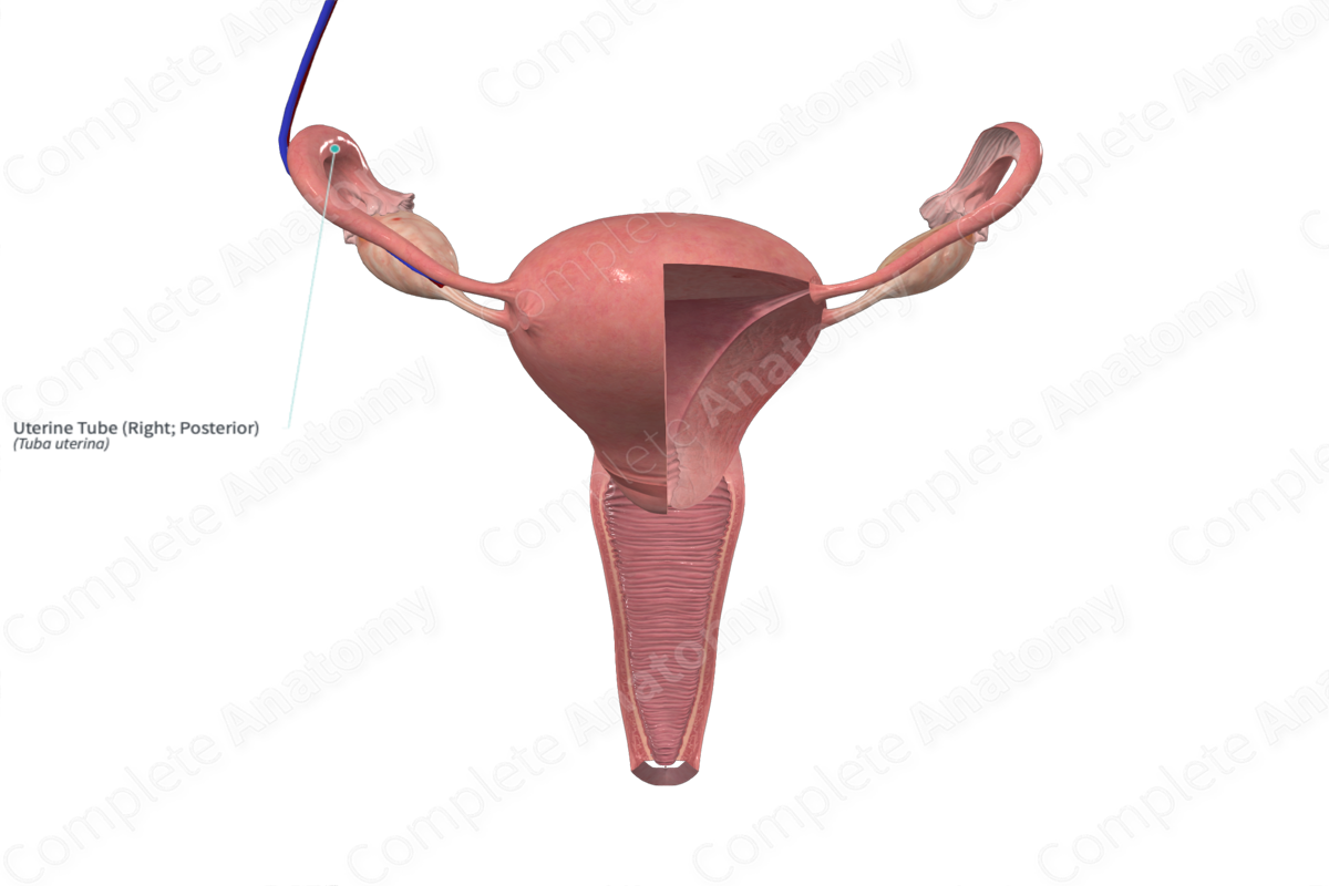 Uterine Tube (Right; Posterior)