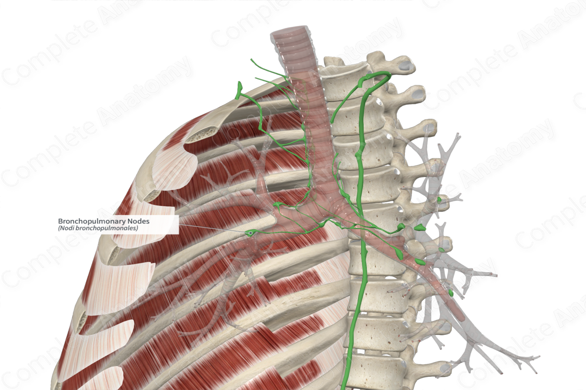 Bronchopulmonary Nodes 