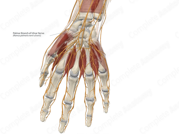 Palmar Branch of Ulnar Nerve