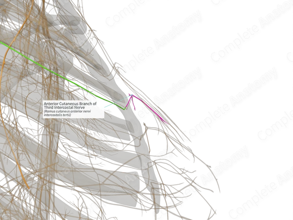 Anterior Cutaneous Branch of Third Intercostal Nerve (Left)