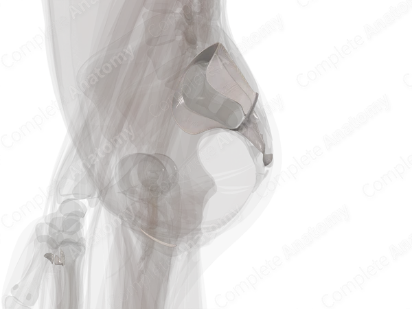 Sacroiliac Joint (Left)