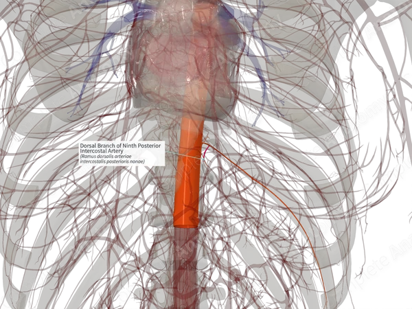 Dorsal Branch of Ninth Posterior Intercostal Artery (Right)