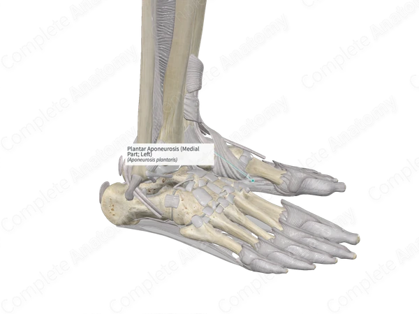 Plantar Aponeurosis (Medial Part; Left)
