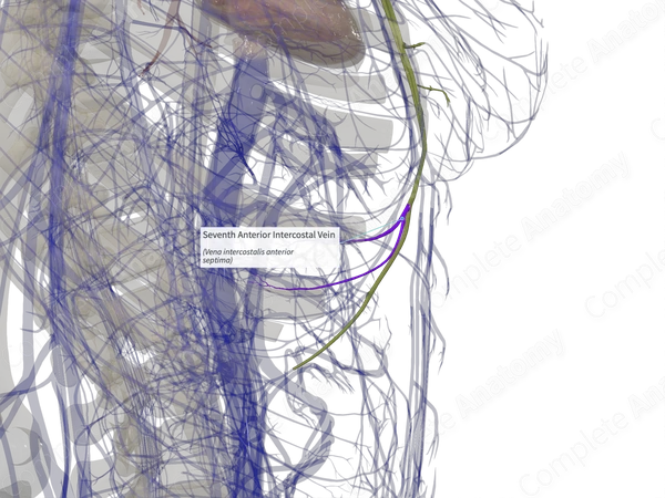 Seventh Anterior Intercostal Vein (Left)