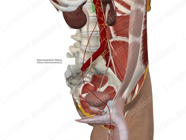 Intermesenteric Plexus
