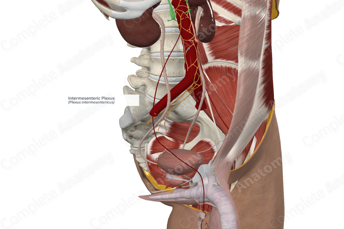 Intermesenteric Plexus