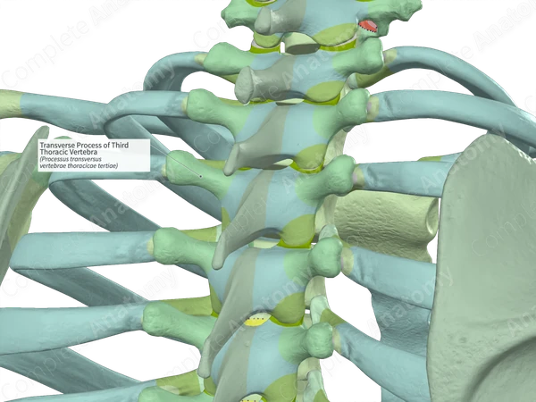 Transverse Process of Third Thoracic Vertebra (Left)