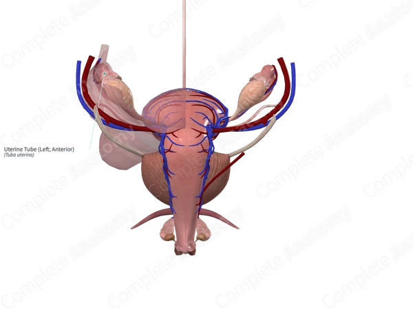 Uterine Tube (Left; Anterior)
